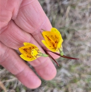 Diuris chryseopsis at Lake George, NSW - 2 Oct 2025 by brunonia