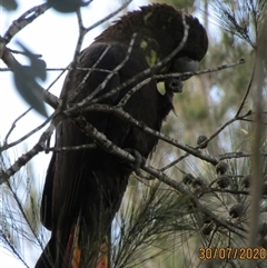 Calyptorhynchus lathami lathami (Glossy Black-Cockatoo) at Marulan, NSW - 30 Jul 2020 by GITM2
