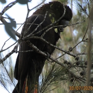 Calyptorhynchus lathami lathami (Glossy Black-Cockatoo) at Marulan, NSW - 30 Jul 2020 by GITM2