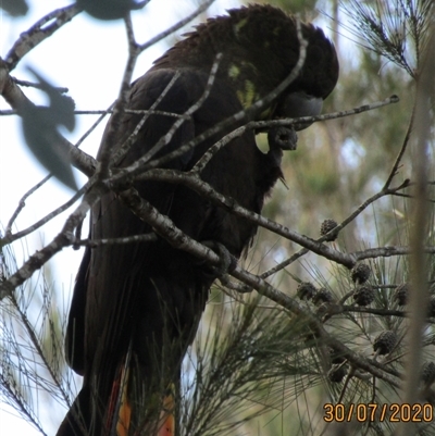 Calyptorhynchus lathami lathami (Glossy Black-Cockatoo) at Marulan, NSW - 30 Jul 2020 by GITM2