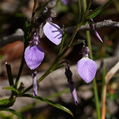 Pigea vernonii subsp. vernonii by RobG1