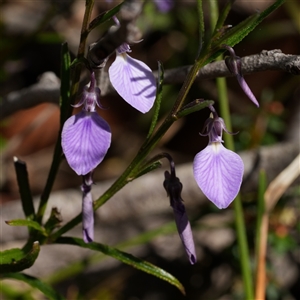 Pigea vernonii subsp. vernonii by RobG1