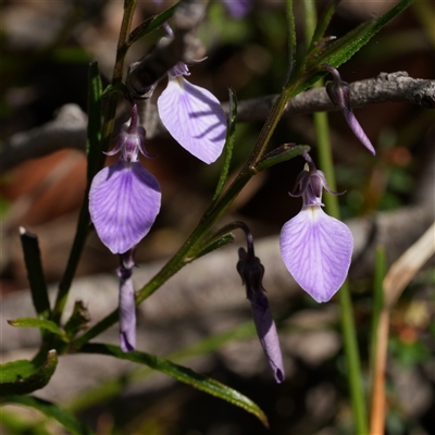 Pigea vernonii subsp. vernonii at  - suppressed by RobG1