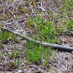 Pseudonaja textilis (Eastern Brown Snake) at Weetangera, ACT - Yesterday by JamieP