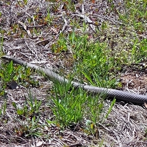 Pseudonaja textilis (Eastern Brown Snake) at Weetangera, ACT - Yesterday by JamieP