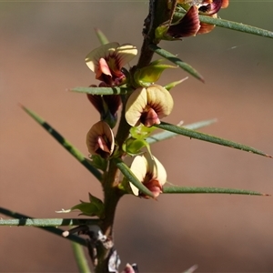 Daviesia acicularis (Sandplain Bitterpea) at Mundamia, NSW - 1 Sep 2025 by RobG1
