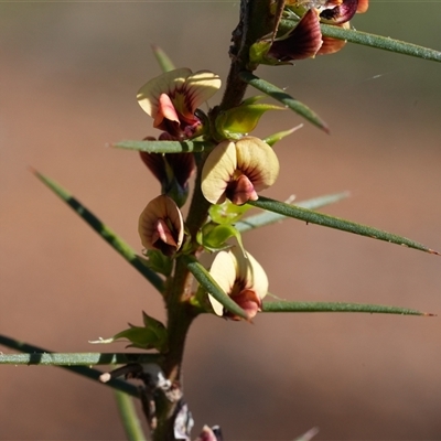 Daviesia acicularis (Sandplain Bitterpea) at Mundamia, NSW - 1 Sep 2025 by RobG1