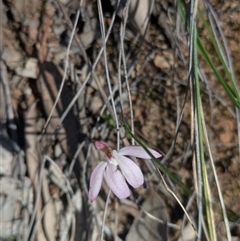 Caladenia fuscata at Aranda, ACT - 3 Oct 2025 by WalterEgo