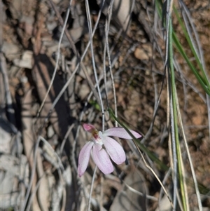 Caladenia fuscata at Aranda, ACT - Yesterday by WalterEgo