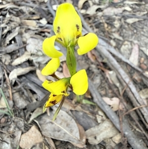 Diuris sulphurea (Tiger Orchid) at Bucketty, NSW - Yesterday by MartinPredavec