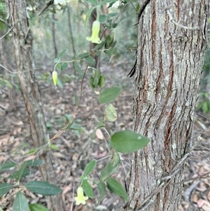 Billardiera mutabilis at Bucketty, NSW - 3 Oct 2025 04:46 PM