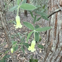 Billardiera mutabilis at Bucketty, NSW - 3 Oct 2025 04:46 PM