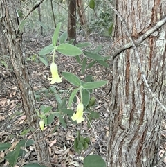 Billardiera mutabilis at Bucketty, NSW - 3 Oct 2025 04:46 PM