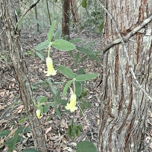 Billardiera mutabilis at Bucketty, NSW - 3 Oct 2025 04:46 PM