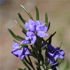Dampiera scottiana by RobG1