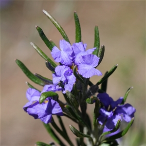 Dampiera scottiana by RobG1