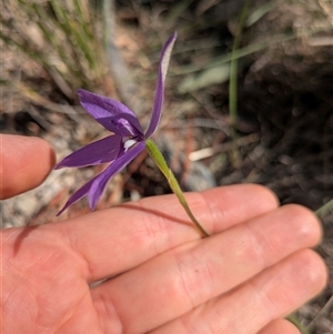 Glossodia major (Wax Lip Orchid) at Aranda, ACT - Yesterday by WalterEgo