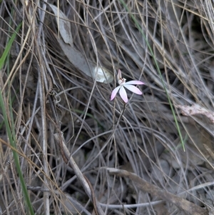 Caladenia fuscata (Dusky Fingers) at Aranda, ACT - Yesterday by WalterEgo