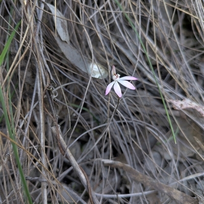 Caladenia fuscata (Dusky Fingers) at Aranda, ACT - 3 Oct 2025 by WalterEgo