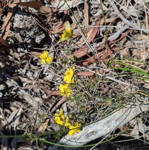 Hibbertia sp. at Yarralumla, ACT - Yesterday by WalterEgo