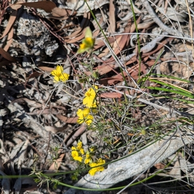 Hibbertia sp. at Yarralumla, ACT - 3 Oct 2025 by WalterEgo