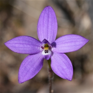 Glossodia minor (Small Wax-lip Orchid) at Mundamia, NSW - 1 Sep 2025 by RobG1
