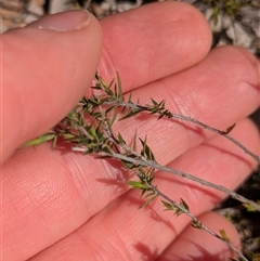 Leucopogon or Styphelia sp. at Aranda, ACT - 3 Oct 2025 by WalterEgo