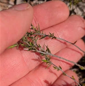 Leucopogon or Styphelia sp. at Aranda, ACT - Yesterday by WalterEgo