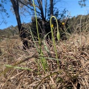 Microseris walteri (Yam Daisy, Murnong) at Aranda, ACT - 3 Oct 2025 by WalterEgo
