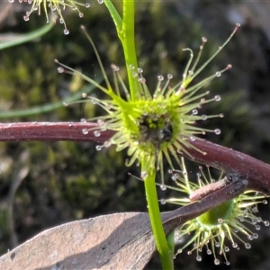 Drosera (genus) at Aranda, ACT - Yesterday by WalterEgo