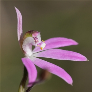 Caladenia carnea (Pink Fingers) at Worrigee, NSW - 1 Sep 2025 by RobG1