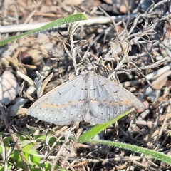 Taxeotis subvelaria (Neat Taxeotis) by clarehoneydove