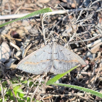 Taxeotis subvelaria (Neat Taxeotis) at  - suppressed by clarehoneydove