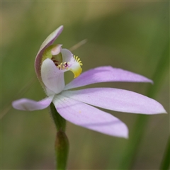 Caladenia carnea at South Nowra, NSW - 1 Sep 2025 by RobG1