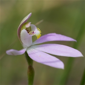 Caladenia carnea at South Nowra, NSW - 1 Sep 2025 by RobG1