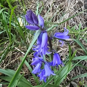 Hyacinthoides non-scriptus at Isaacs, ACT - Yesterday by Mike