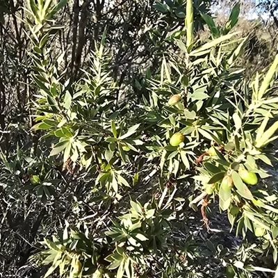 Styphelia triflora at Fadden, ACT - 3 Oct 2025 by Mike