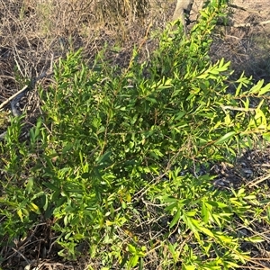 Billardiera heterophylla at Fadden, ACT - Yesterday by Mike