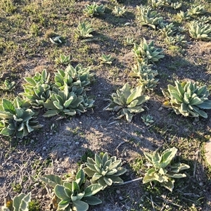 Verbascum thapsus subsp. thapsus (Great Mullein, Aaron's Rod) at Fadden, ACT - Yesterday by Mike