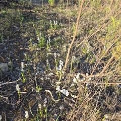 Wurmbea dioica subsp. dioica (Early Nancy) at Fadden, ACT - 3 Oct 2025 by Mike
