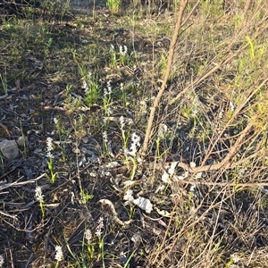 Wurmbea dioica subsp. dioica (Early Nancy) at Fadden, ACT - Yesterday by Mike