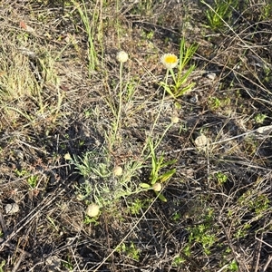 Leucochrysum albicans subsp. tricolor (Hoary Sunray) at Isaacs, ACT - Yesterday by Mike
