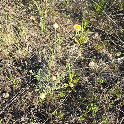 Leucochrysum albicans subsp. tricolor (Hoary Sunray) at Isaacs, ACT - 3 Oct 2025 by Mike