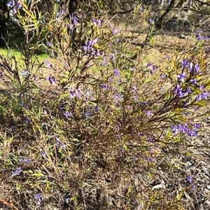 Stypandra glauca (Nodding Blue Lily) at Isaacs, ACT - Yesterday by Mike