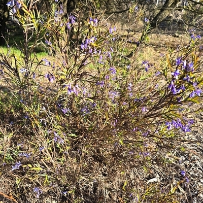 Stypandra glauca (Nodding Blue Lily) at Isaacs, ACT - 3 Oct 2025 by Mike