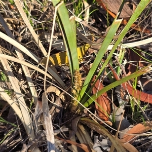 Lomandra longifolia (Spiny-headed Mat-rush, Honey Reed) at Isaacs, ACT - Yesterday by Mike