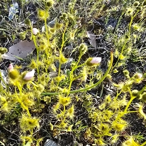 Drosera gunniana (Pale Sundew) at Isaacs, ACT - Yesterday by Mike