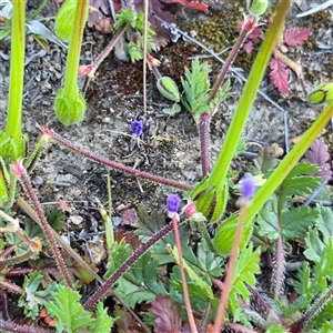 Erodium crinitum at Isaacs, ACT - Yesterday by Mike