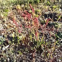 Rumex acetosella (Sheep Sorrel) at Isaacs, ACT - 3 Oct 2025 by Mike