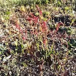 Rumex acetosella (Sheep Sorrel) at Isaacs, ACT - Yesterday by Mike